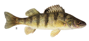 Some of the best Yellow Perch ice fishing is at Jeff's Sleeper rentals in Minnesota - Lake of the Woods - LOW!